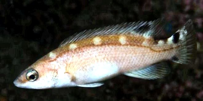 Acantholabrus palloni_nuevo_03